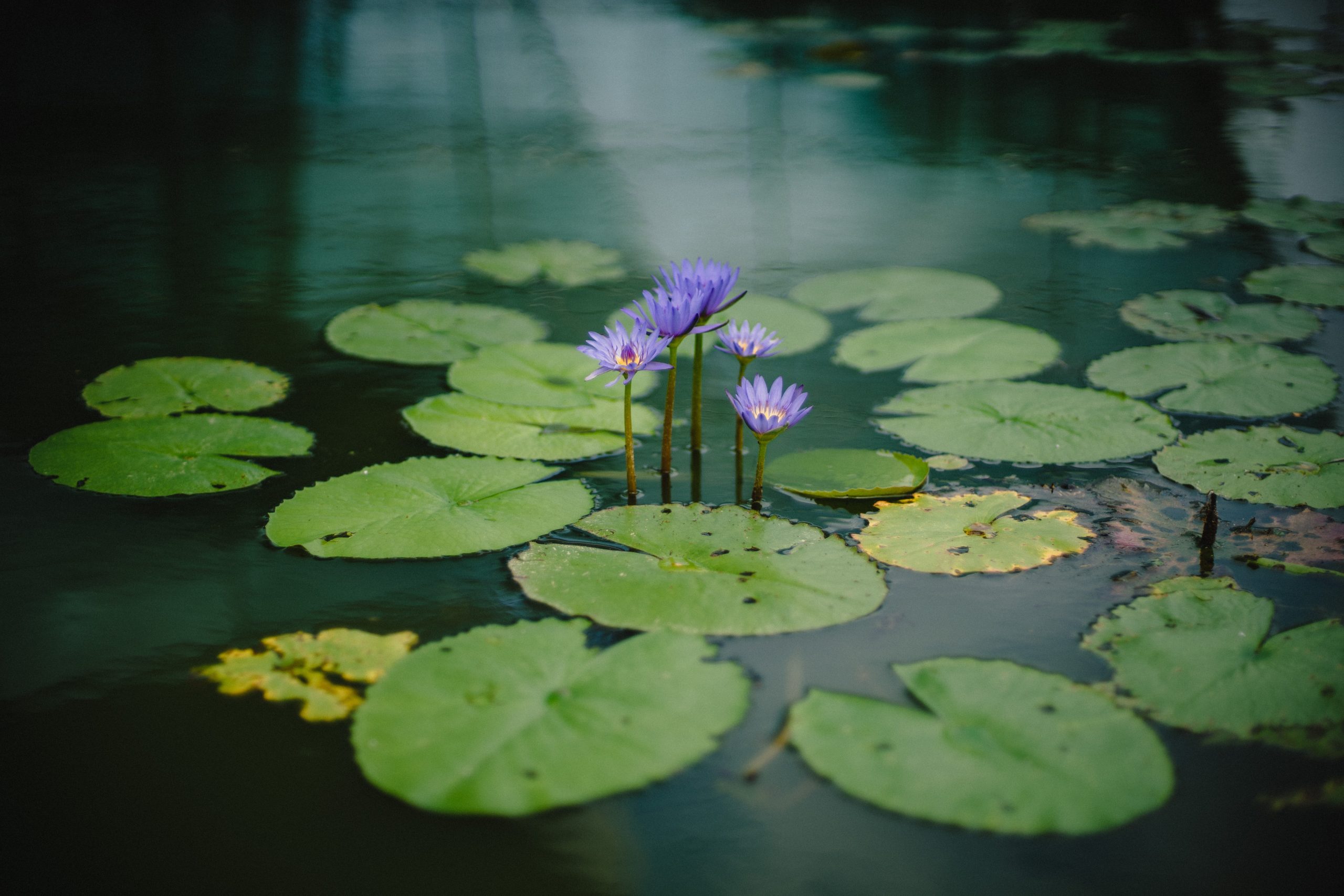 The water lily symbolises rising up from the mundane world into the spiritual, striving towards enlightenment